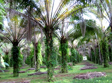 © Barbara Köppel Ölpalmplantage im Esquinas-Regenwald, Costa Rica